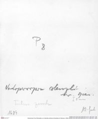 Historisches Foto (Rückseite) von Gabriella anfracta (Schweitzer & Feldmann, 2008) (NHMW-AFW-GEO-BACHMAYER-FOTO-1990-0041-1684)